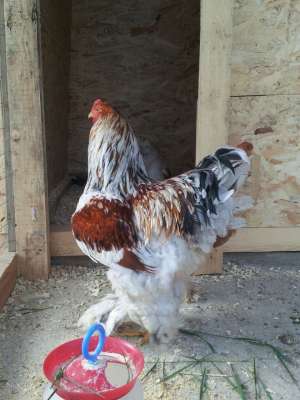 Vand pui si oua brahma 2013