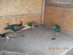 pauni masculi din 2012 (5 buc.)