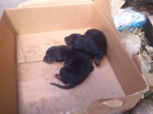 Doberman