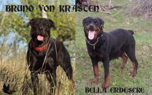 vand catei rottweiler