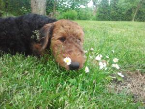 Crescator vind pui de AIREDALE TERRIER cu pedigree tip A.