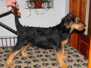 Crescator vind pui de AIREDALE TERRIER cu pedigree tip A.