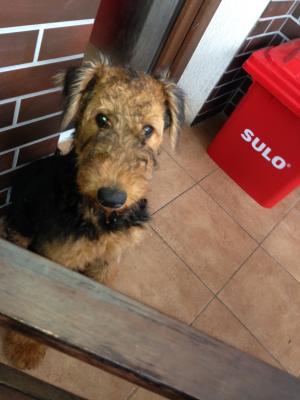 Crescator vind pui de AIREDALE TERRIER cu pedigree tip A.