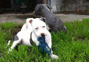Pui Amstaff Disponibili