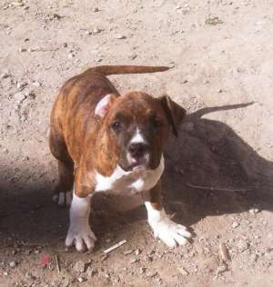 Pui Amstaff Disponibili