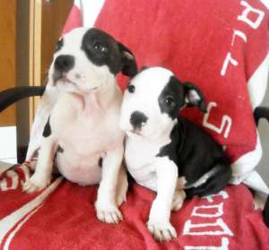 Pui Amstaff Disponibili