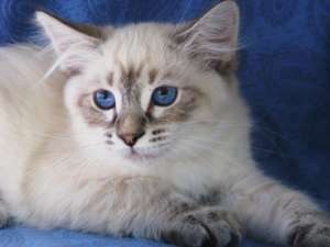 vand pui simaneze si birmaneze
