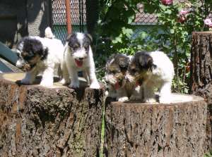 vand catei foxterrier sarmos
