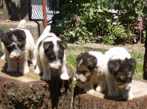 vand catei foxterrier sarmos