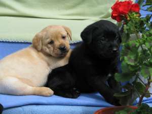 pui labrador superbi,  cu pedigree