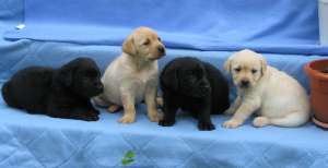 pui labrador superbi,  cu pedigree