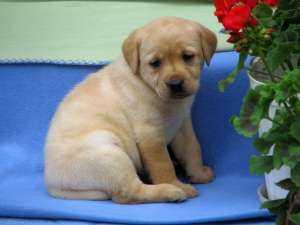 pui labrador superbi,  cu pedigree