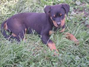 Catelusa de rottweiler