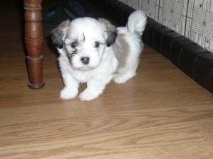 VAND PUI BICHON HAVANEZ  talie mica