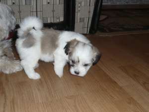 VAND PUI BICHON HAVANEZ  talie mica