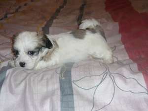 VAND PUI BICHON HAVANEZ  talie mica