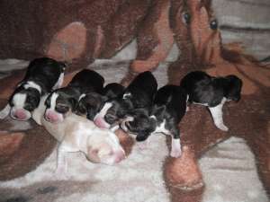 Crescator vinde  puiuti Beagle cu Pedigree !