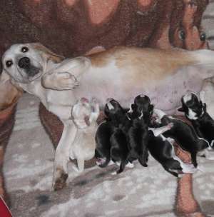 Crescator vinde  puiuti Beagle cu Pedigree !