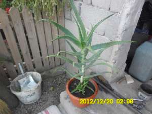 vand aloe