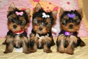 vand yorkshire terrier