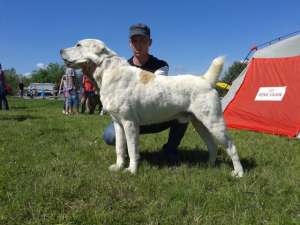 Pui Ciobanesc de Asia Centrala-CU PEDIGREE
