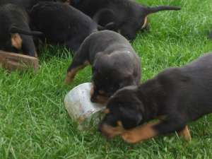 vand pui copoi ardelenesc