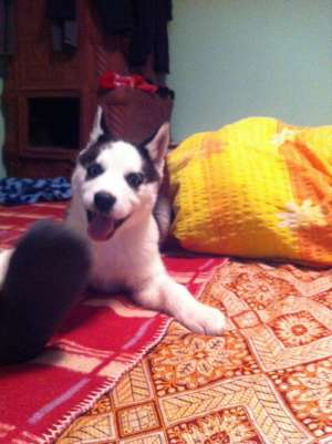 Pui Husky Siberian