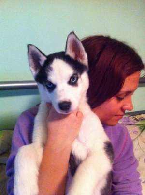 Pui Husky Siberian
