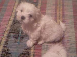 bichon maltez