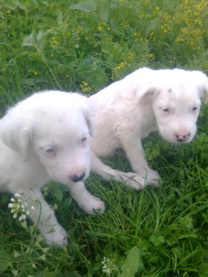 pui dog argentinian