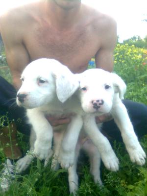 pui dog argentinian