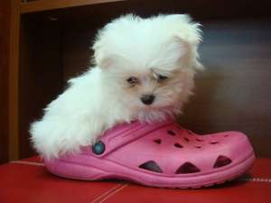 ADOPT BICHON SAU BULLDOG FRANCEZ