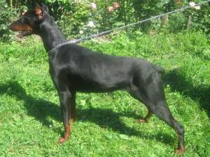 Vand femela doberman