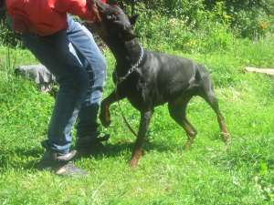 Vand femela doberman