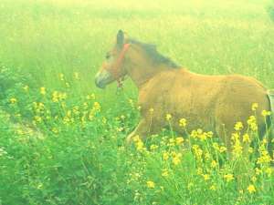 Vand M�nză