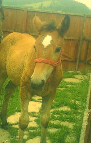 Vand M�nză