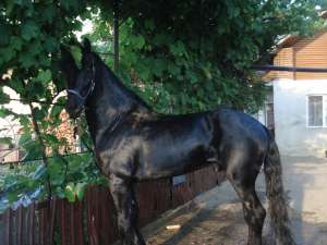 Armasar fresian de vanzare