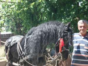 Armasar fresian de vanzare