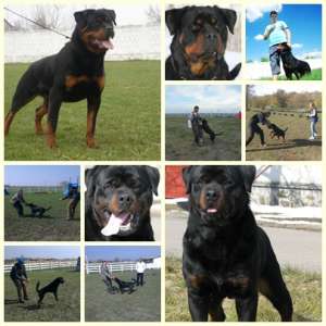 Vand pui de rottweiler cu pedigree,   sunt deparazitati si vaccinati la zi