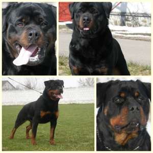 Vand pui de rottweiler cu pedigree,   sunt deparazitati si vaccinati la zi