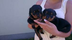 Vand pui de rottweiler cu pedigree,   sunt deparazitati si vaccinati la zi