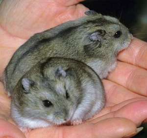 Hamsteri pitici de vanzare