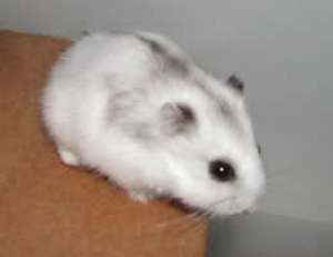 Hamsteri pitici de vanzare