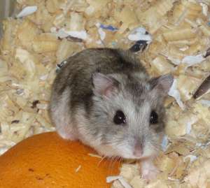 Hamsteri pitici de vanzare