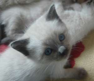 Vand Pisicute Birmaneze