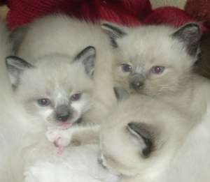 Vand Pisicute Birmaneze