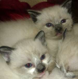 Vand Pisicute Birmaneze