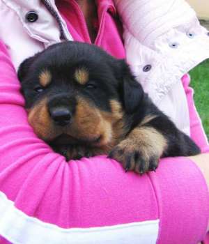 Vand pui rottweiler