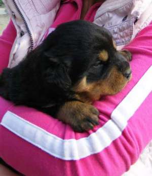 Vand pui rottweiler