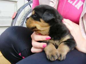 Vand pui rottweiler
